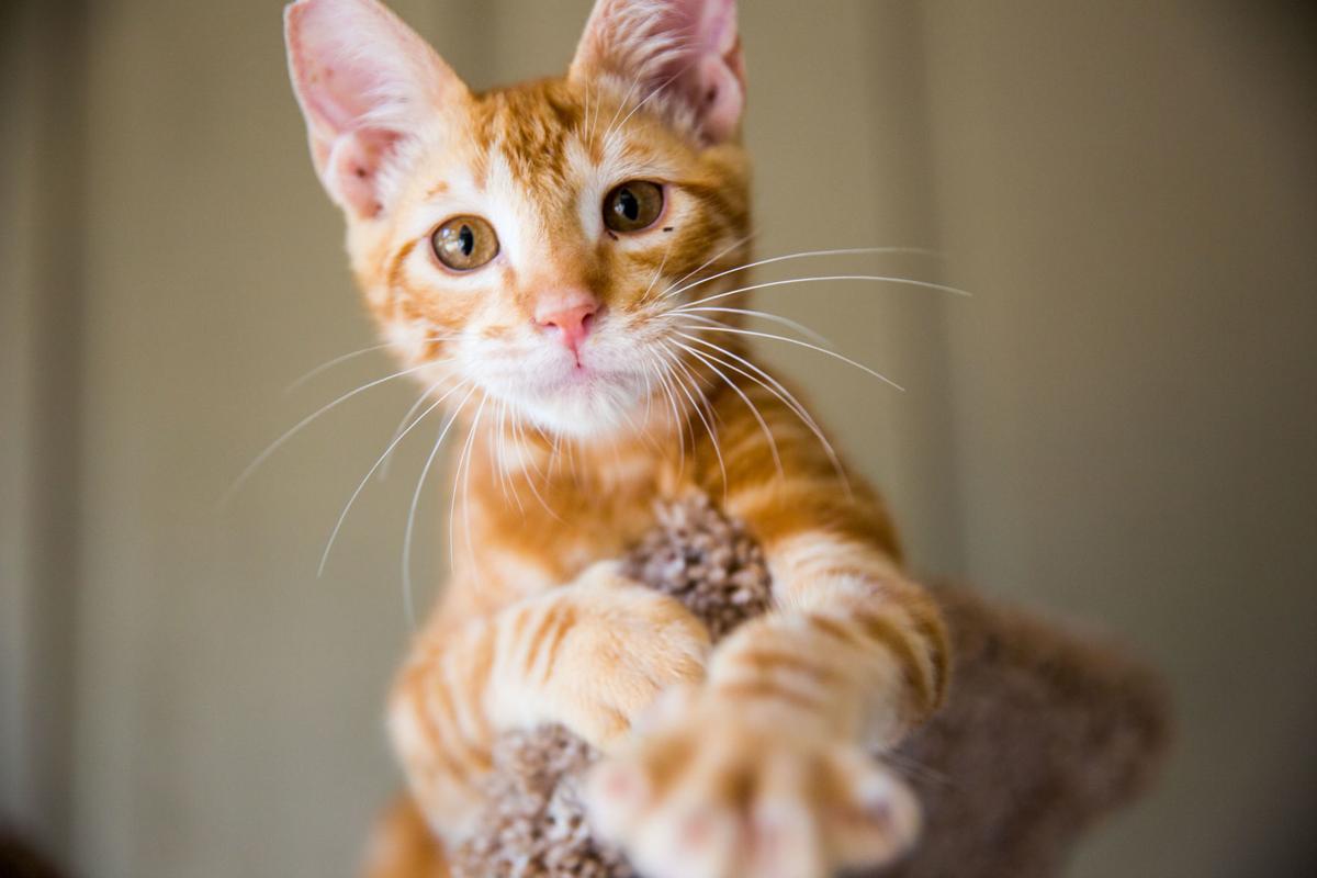 Big Sky Promotes Education Compassion When It Comes To Stray