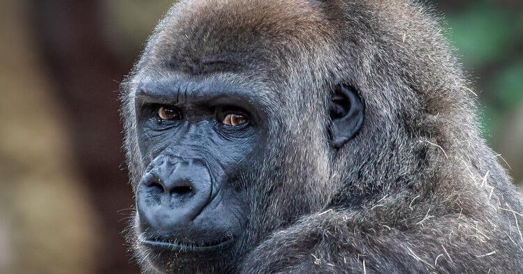 Infant gorilla dies shortly after birth at New Orleans zoo, Audubon says