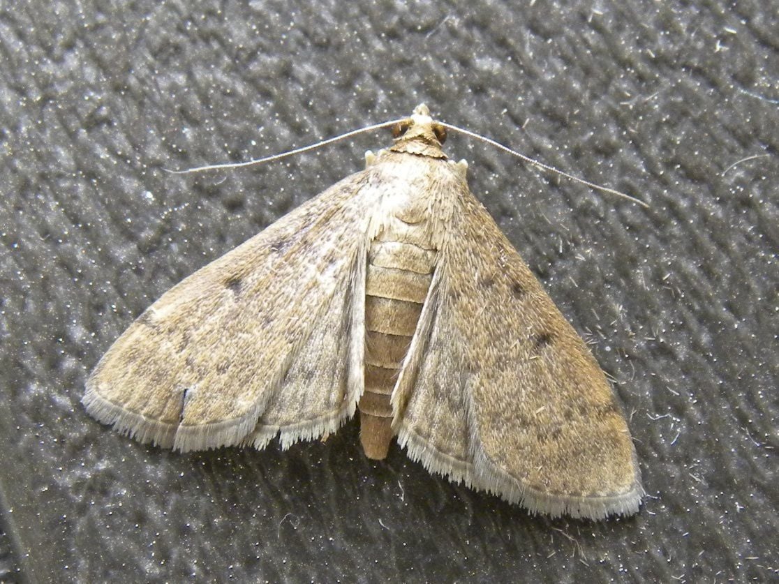 Moths Fluttering Over A Patchy Lawn You May Have Webworms Home   5cde9f8818150.image 