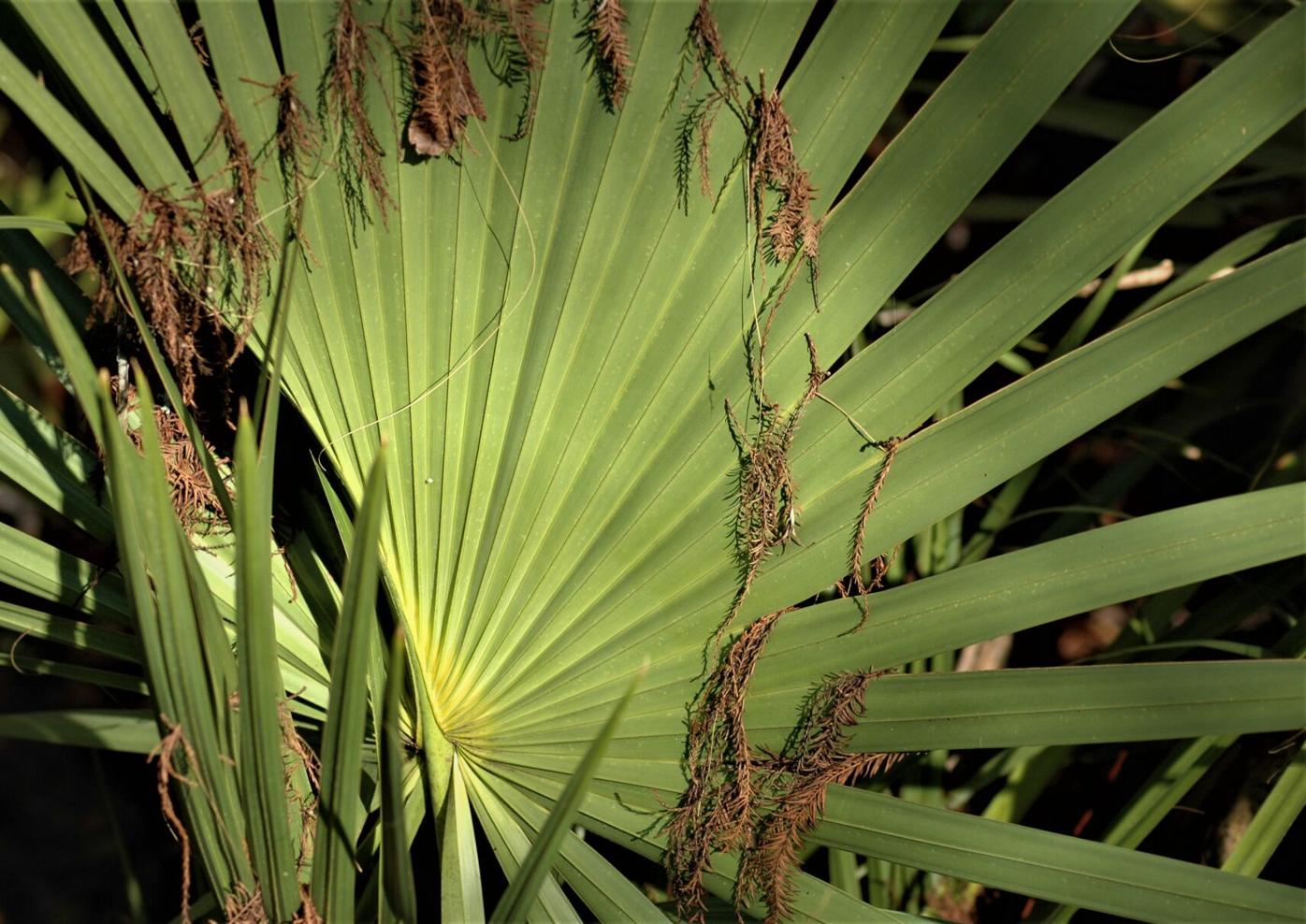 windmill palm tree root system