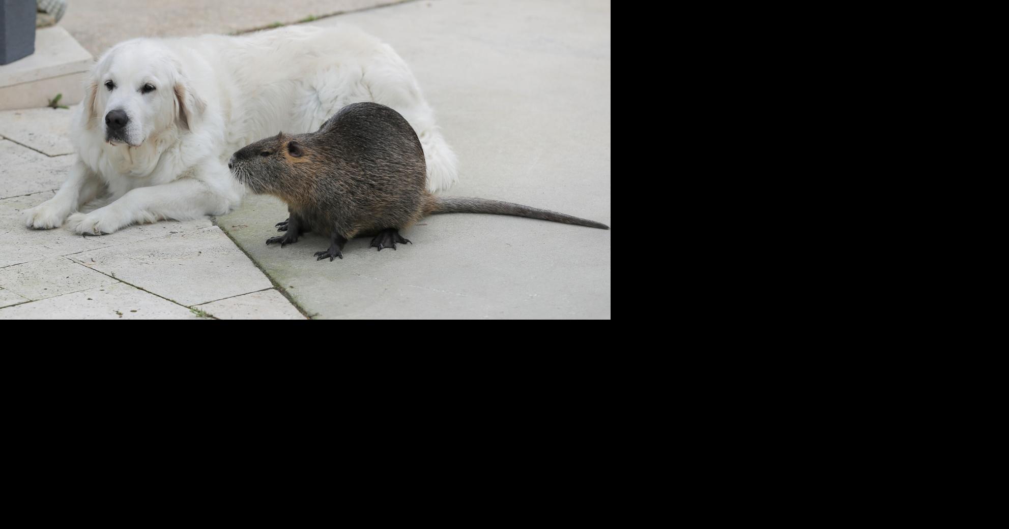 Nutria as pets? Why that's illegal and a bad idea Environment