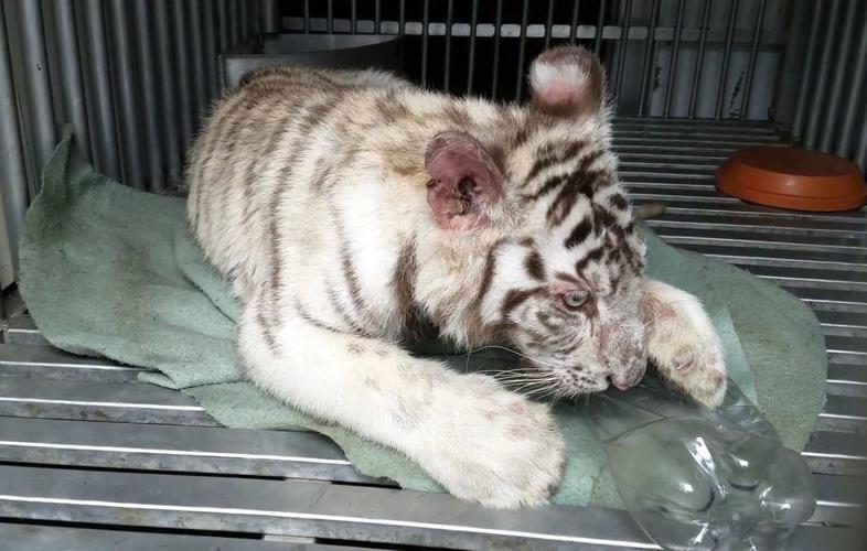 White tiger cub seized by Louisiana Department of Wildlife and Fisheries