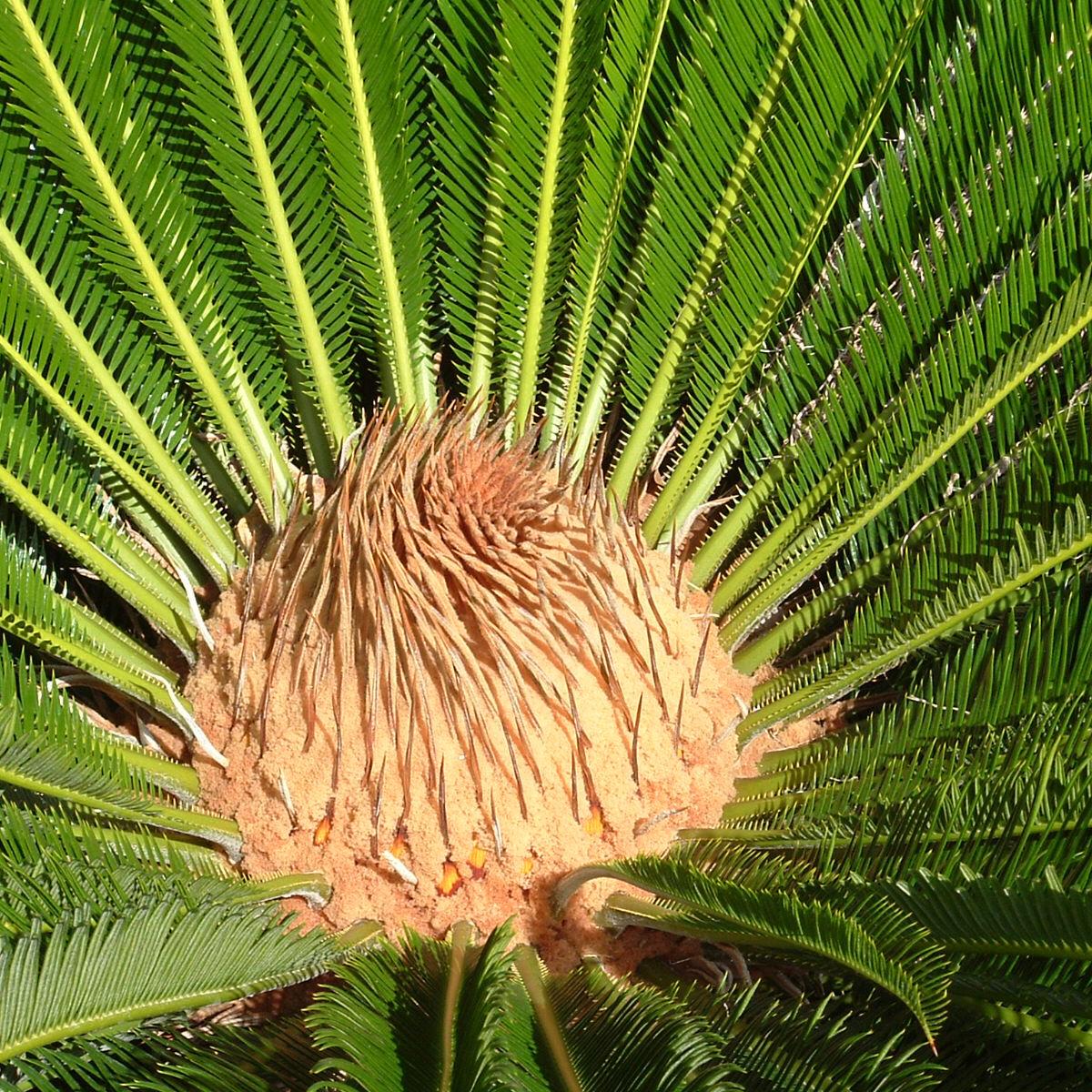 female sago palm image