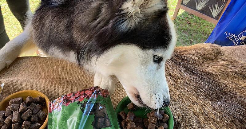 Are pricey pet foods really better? Read these tips on finding the best food to fit your budget. | Entertainment/Life Are pricey pet foods really better? Read these tips on finding the best food to fit your budget. | Entertainment/Life