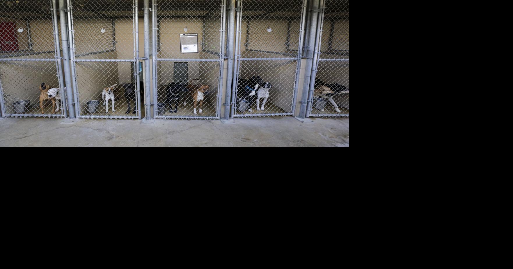 St. Tammany Parish animal shelter in ‘mayday’ mode | One Tammany