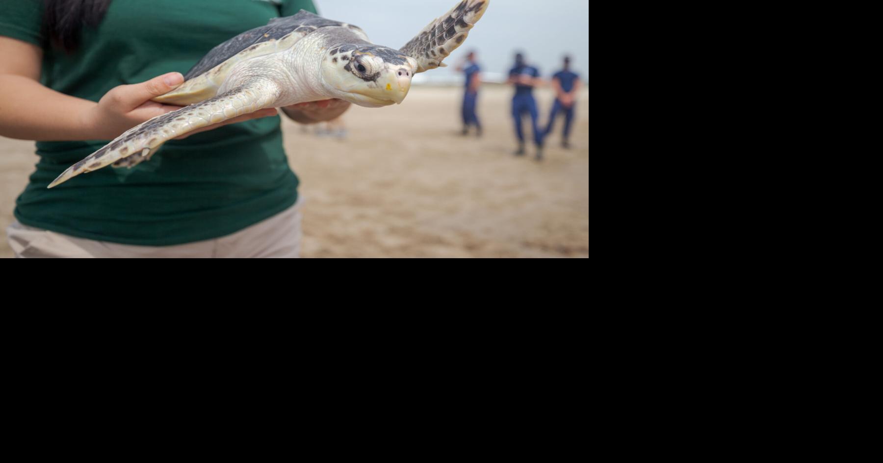 Photos: These adorable, rare sea turtles are released into the Gulf ...