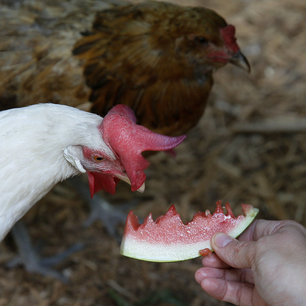 Raising Backyard Chickens Requires Much More Than Just A Love Of