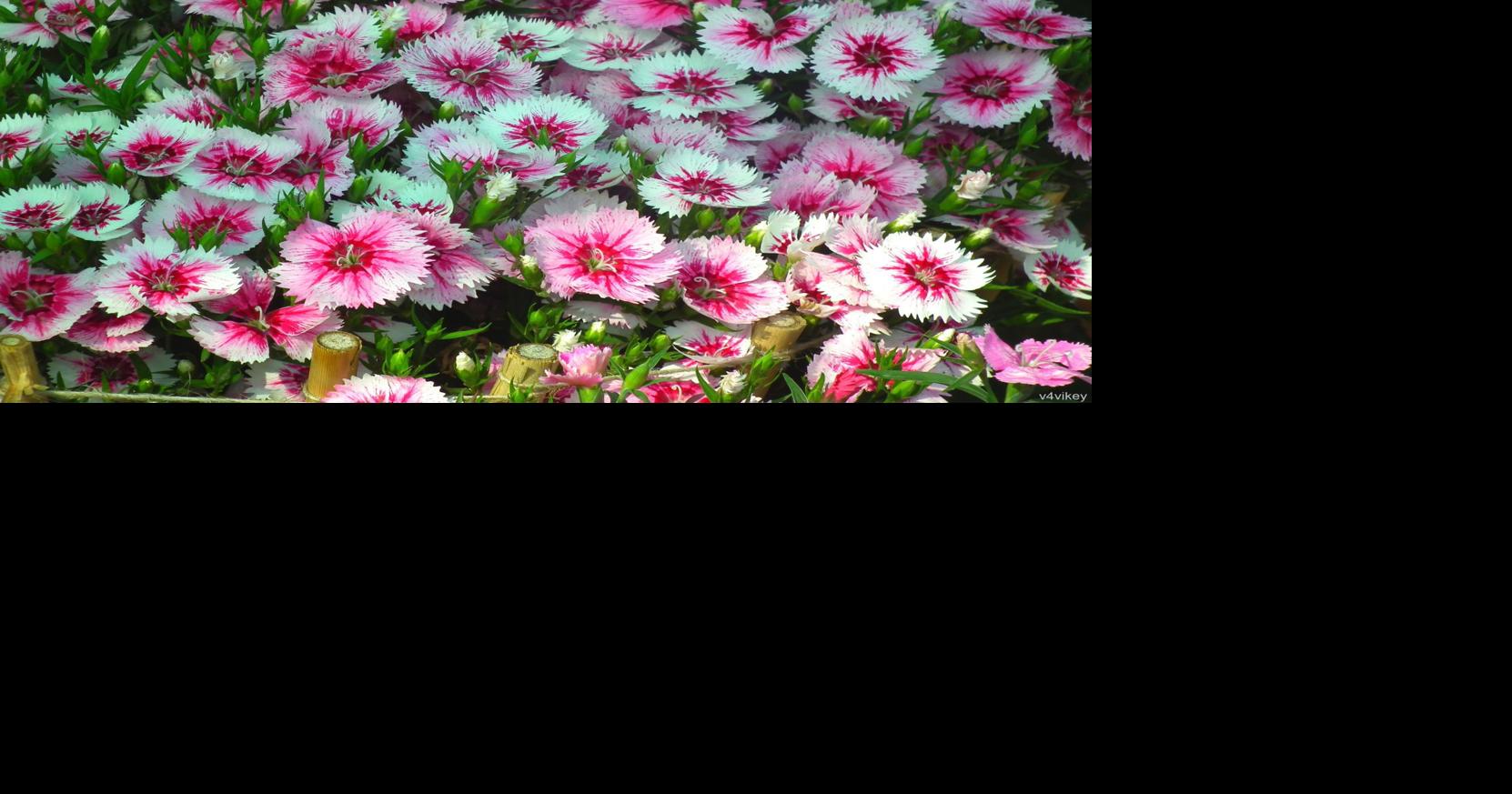 Dianthuses are cool-season bedding plants that thrive in Louisiana fall gardens