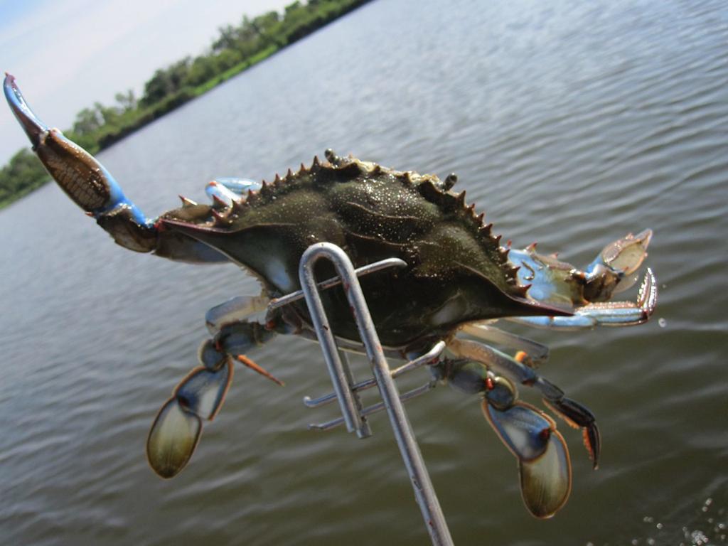 Crab Fishing Ban May Expand