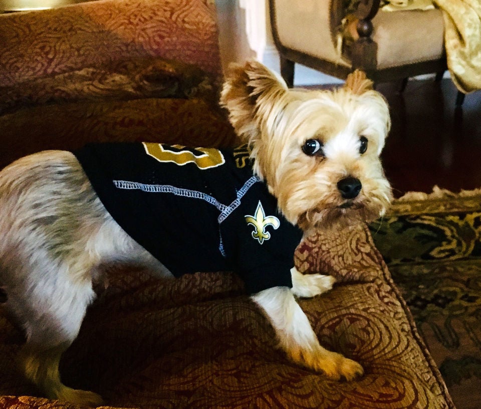 New Orleans Saints Pet Football Jersey