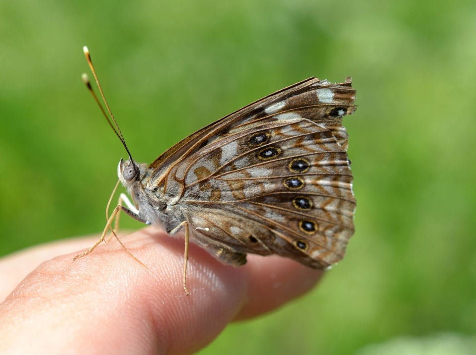 Louisiana butterflies See 28 winged beauties that call our state home Archive