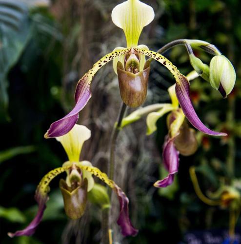 Peepers Nola Orchid main image 1