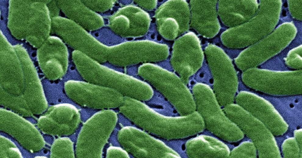 Five dead in Louisiana from Vibrio, a flesh-eating bacteria
