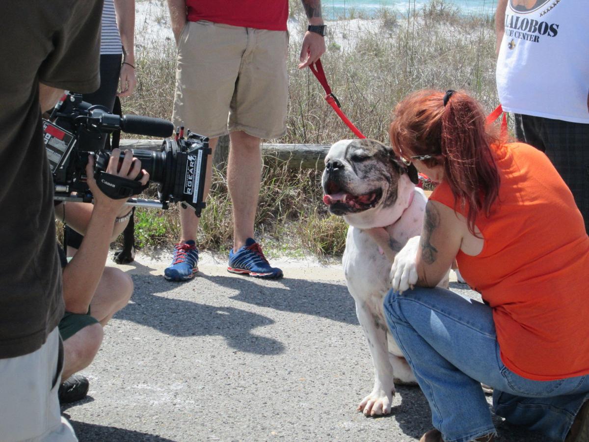 new season of pit bulls parolees