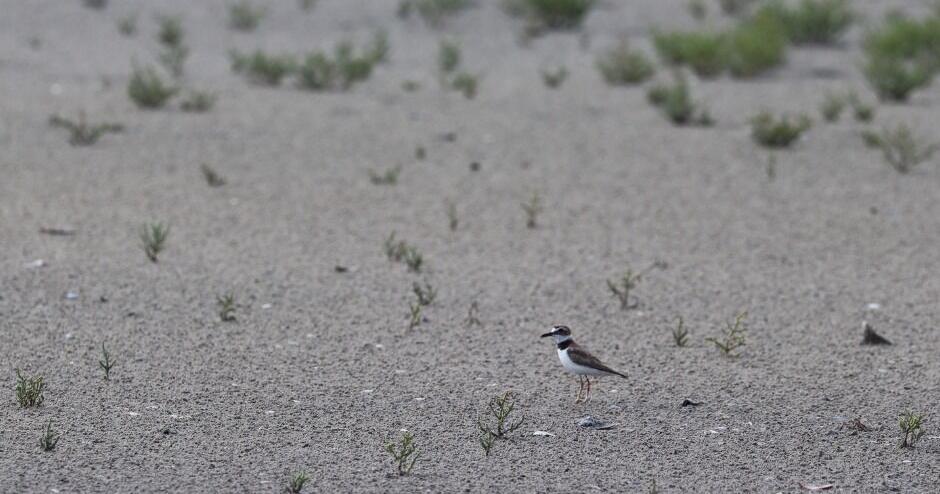 Chance photo helps identify rare bird on Chandeleur Islands | Environment - Vimarsana News