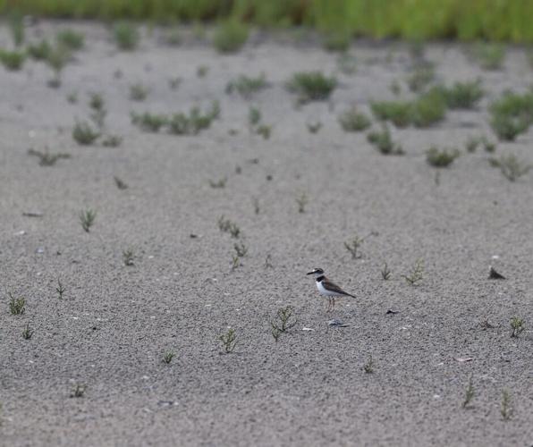 How to identify birds by their habitats