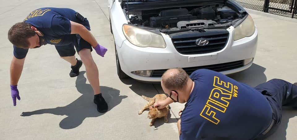 Cat Rescued From Car Bumper