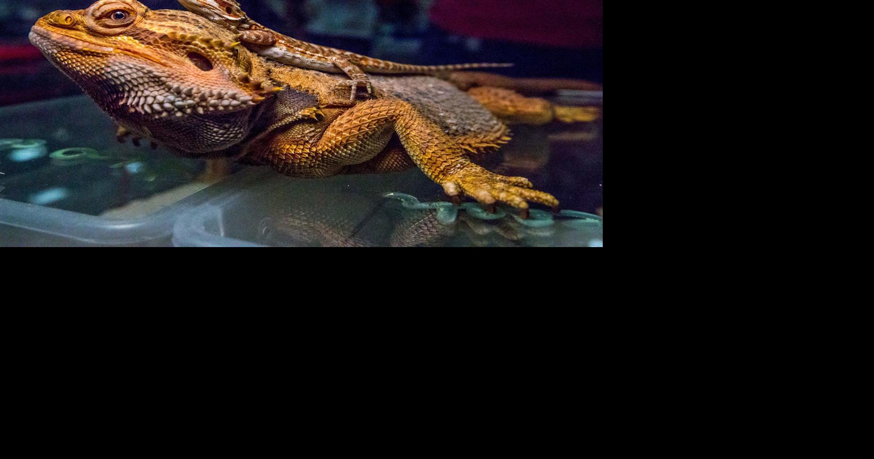 Exotic reptile show, summer wine camp and more events around New Orleans