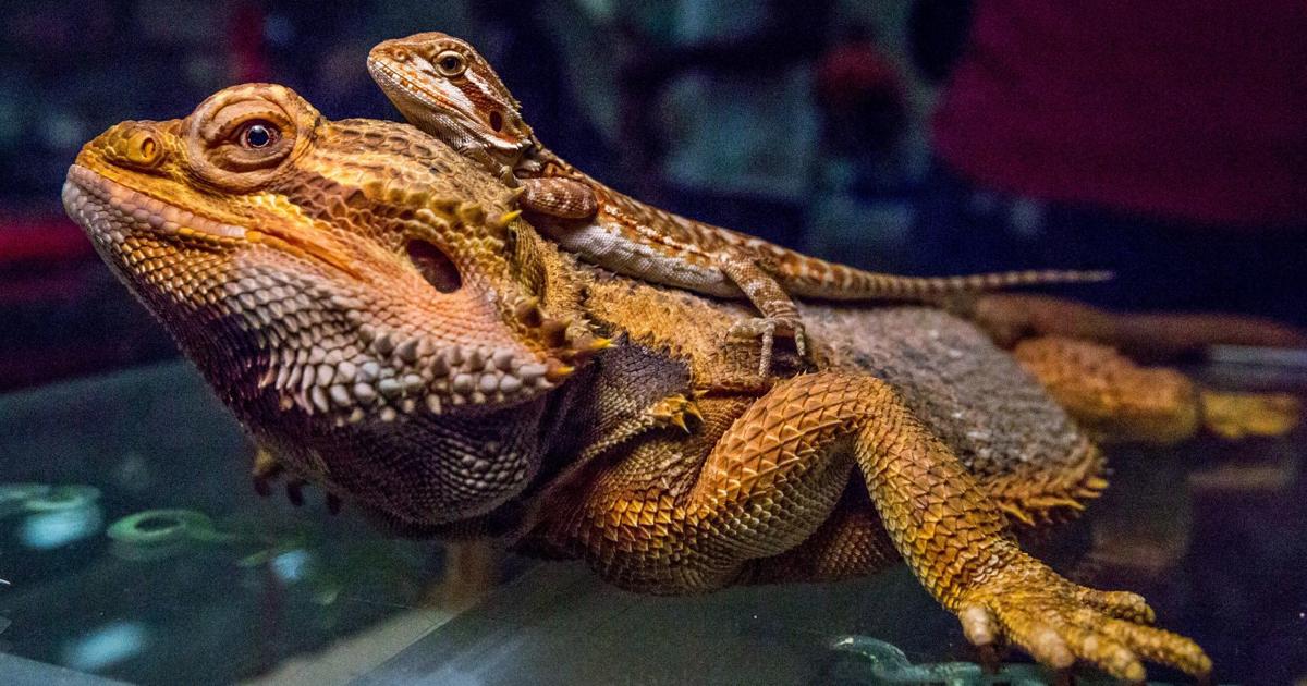 Exotic reptile show, summer wine camp and more events around New Orleans