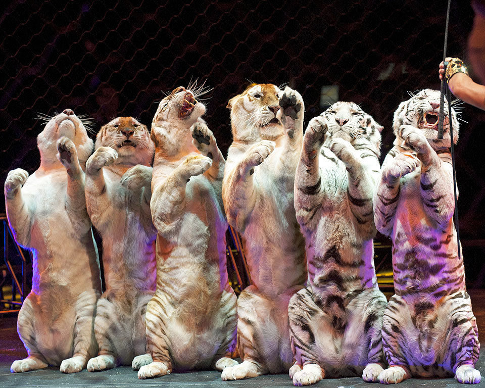 Ringling Bros. and Barnum & Bailey Circus returns to New Orleans with