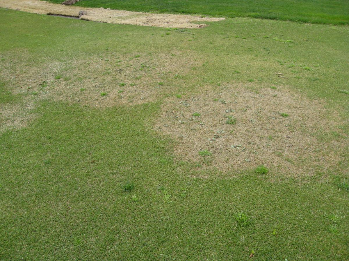 Digging In Chilly Damp Nights Can Lead To Fungus In Lawns Nola Com