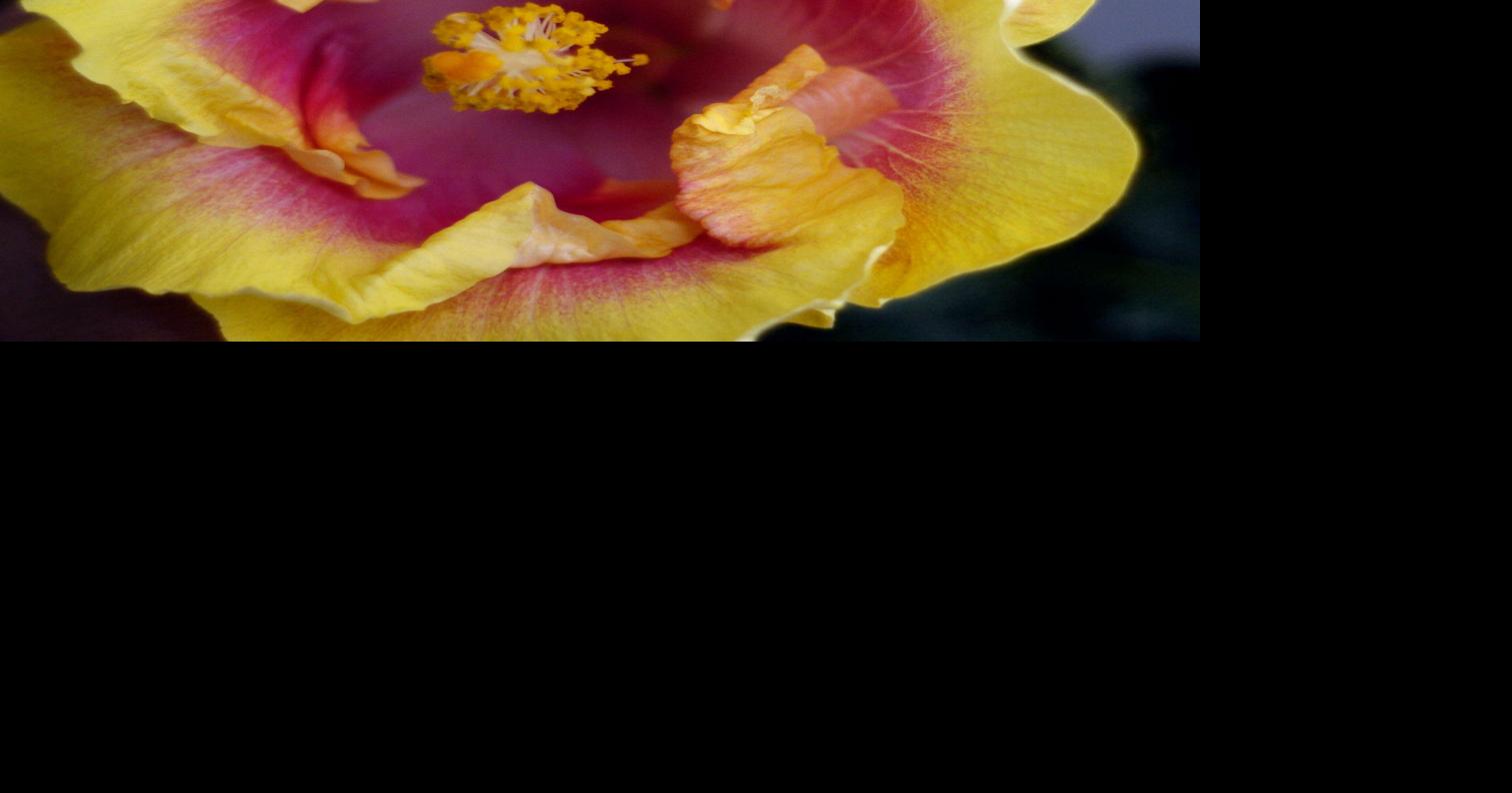 What's causing my hibiscus buds to drop off before opening? Dan Gill's