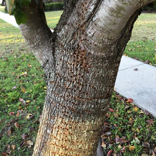Question: Tree Bark Damage