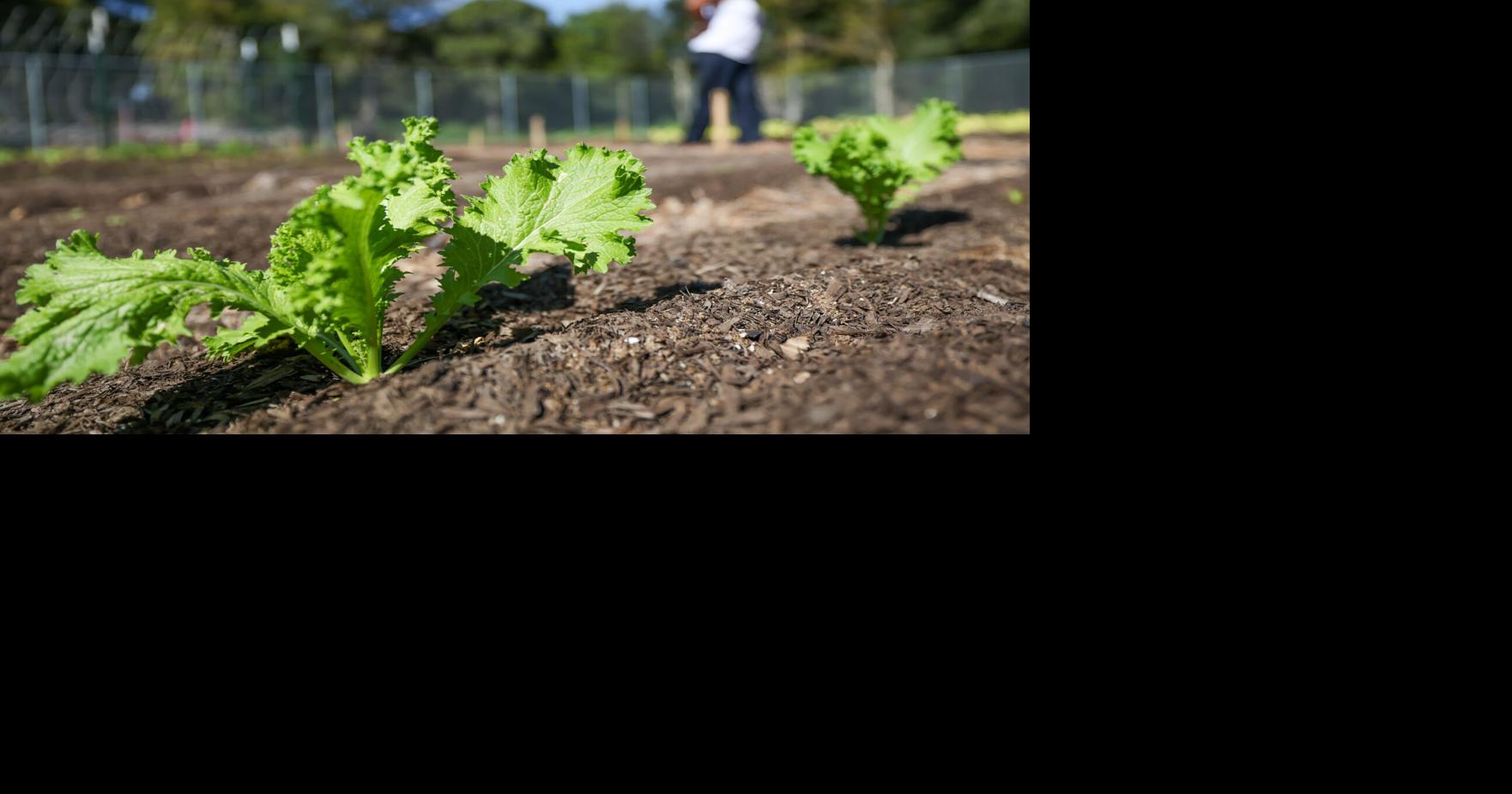 From garlic to greens, plant these vegetables in your Louisiana garden this fall