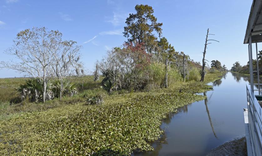 Conservationists urge action by Louisiana to restore, protect critical Maurepas Swamp