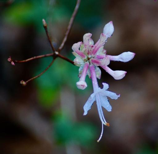 Slidell Photo Club holds digital competition St. Tammany community