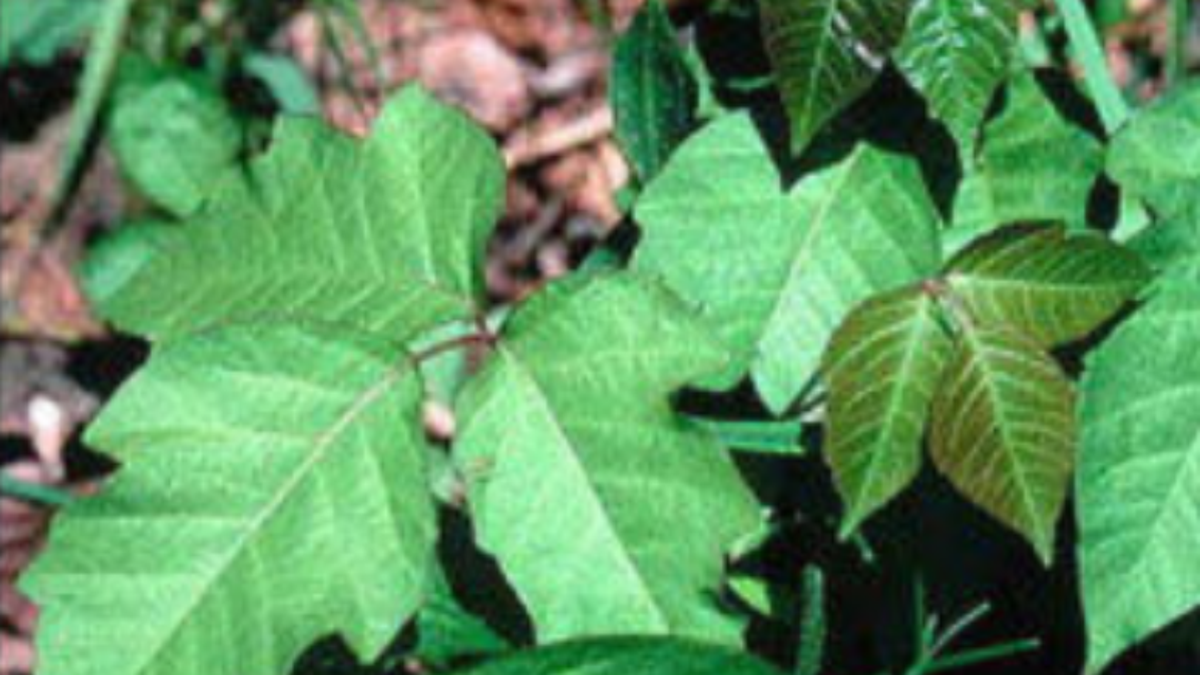 War On Weed Vines Here S How To Get Them Off Your Fence Roof Tree And Garden Home Garden Nola Com War On Weed Vines Here S How To Get Them Off Your Fence Roof Tree And Garden Home Garden Nola Com