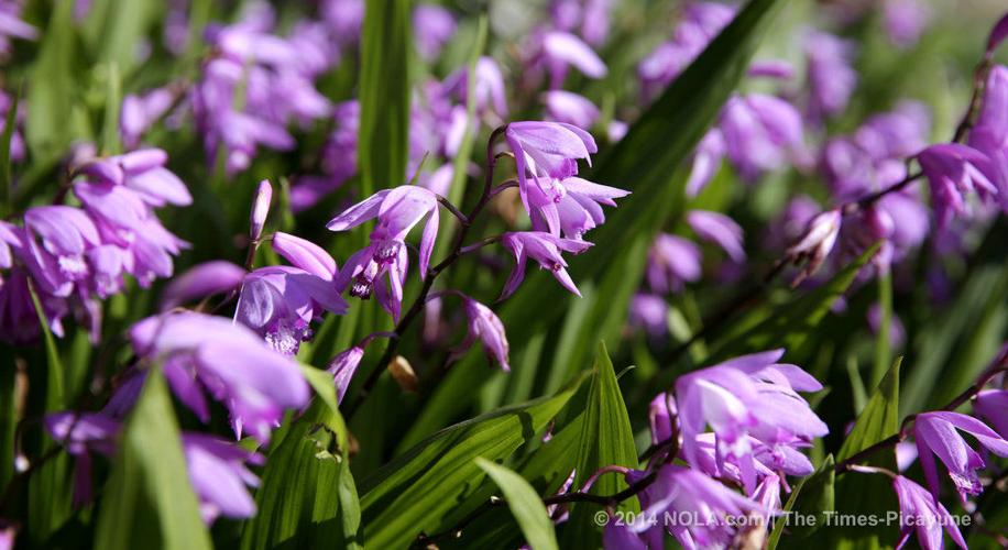 Spring Garden Show to fill the New Orleans Botanical Garden with