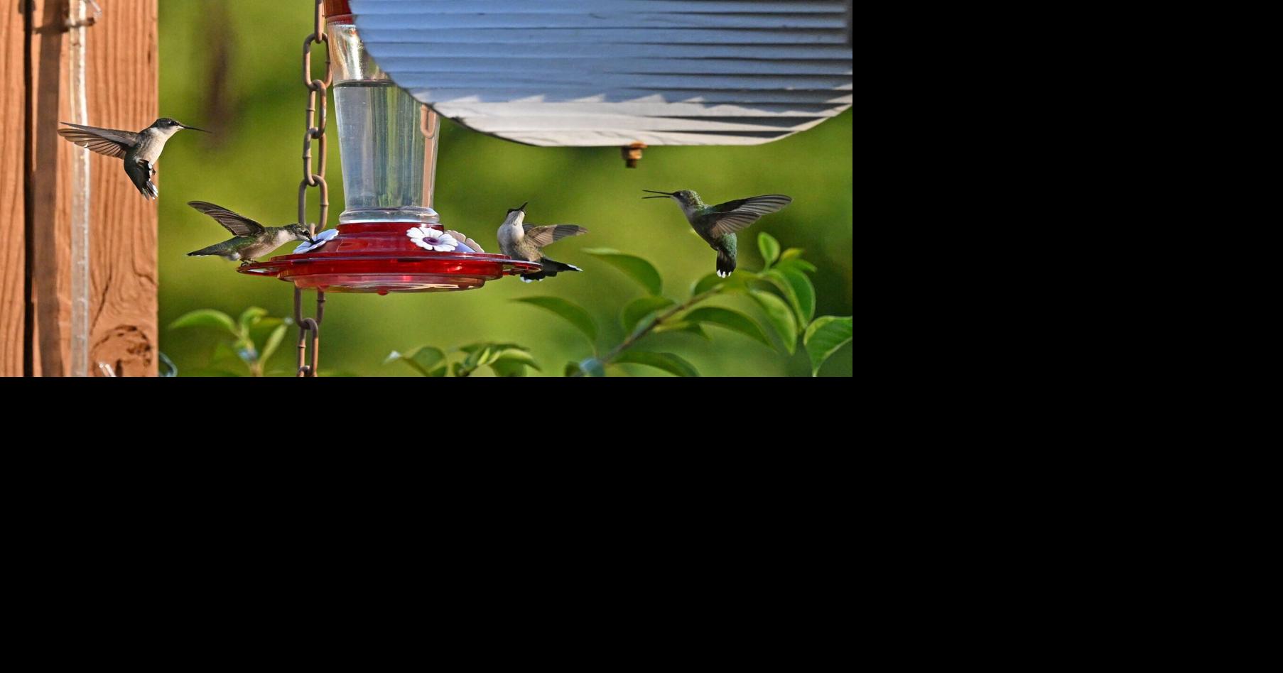 Photos, videos: Hummingbirds take over Kenilworth oasis during ...