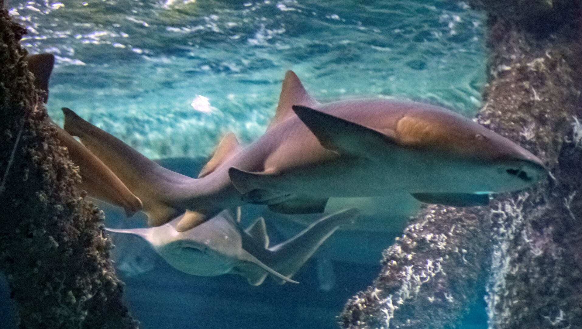 Sponsored Sharks at Audubon Aquarium in New Orleans Sponsored