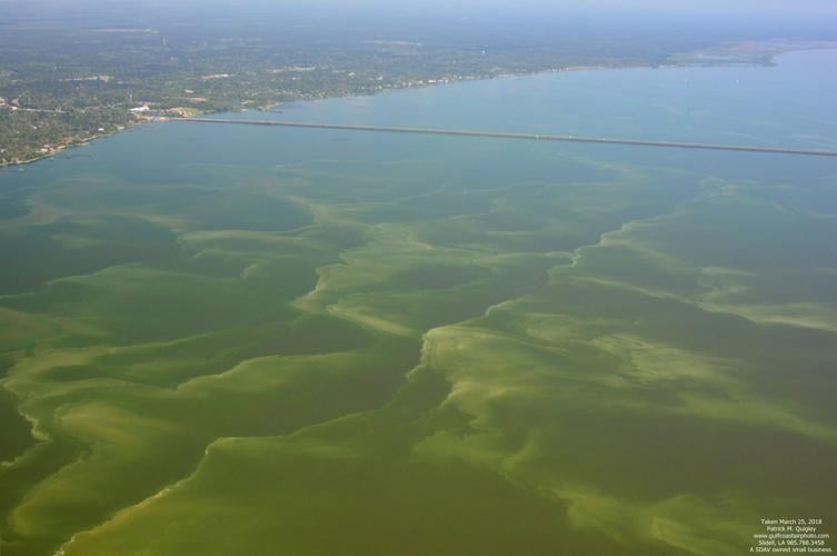 Algae blooms spotted in Lake Pontchartrain