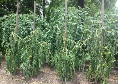 Garden News: Experts keep eye on tomato diseases _lowres