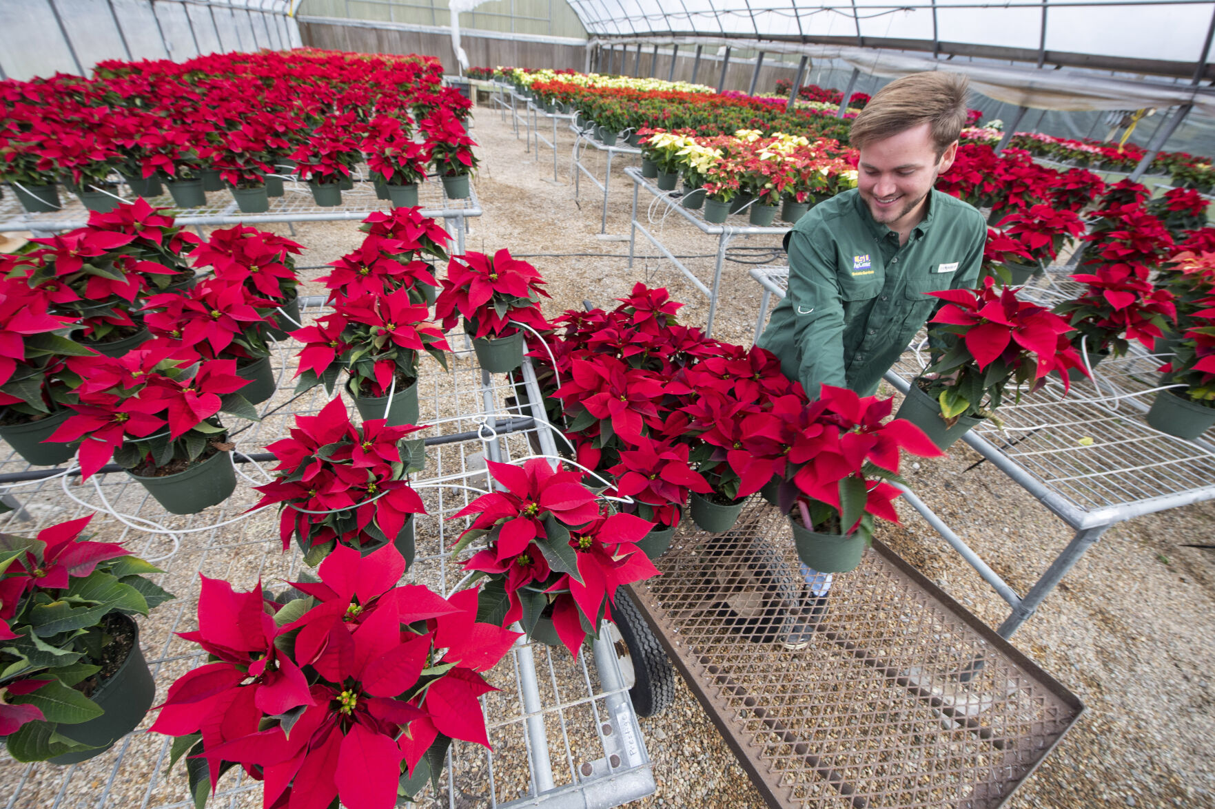 Tipp deals city tall poinsettias with rack