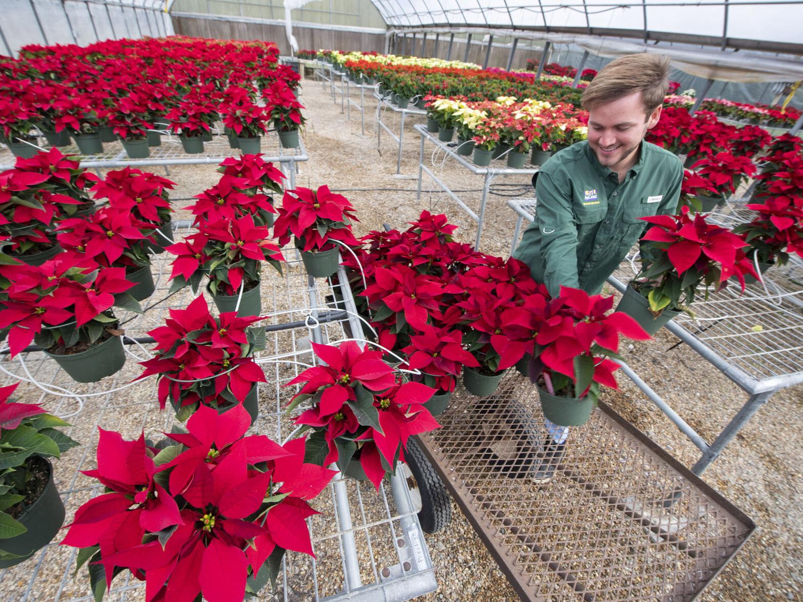 Thinking about planting your leftover poinsettias in your garden? Here's  Dan Gill's advice | Home/Garden | nola.com