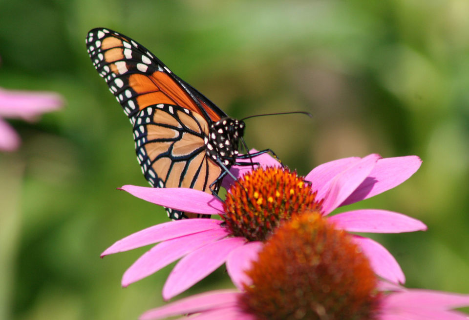 Louisiana butterflies See 28 winged beauties that call our state home