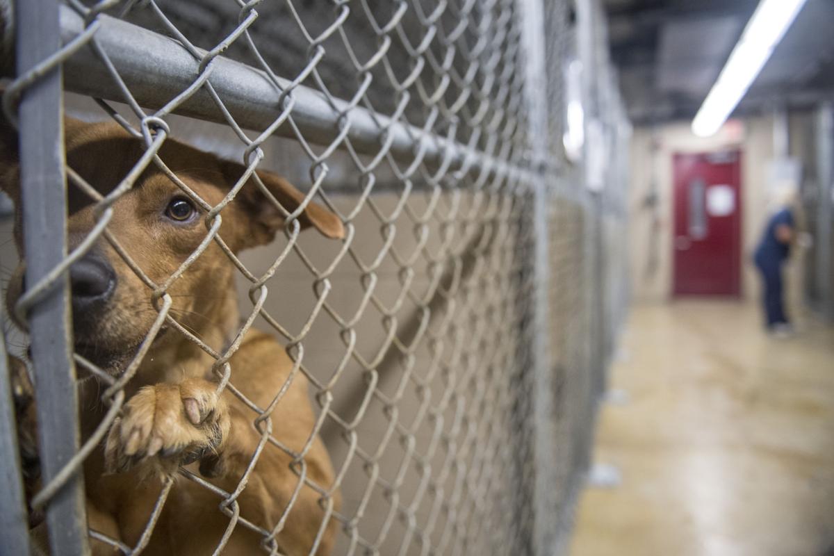 Amid allegations of unhealthy animals, St. Tammany animal shelter to get new director One