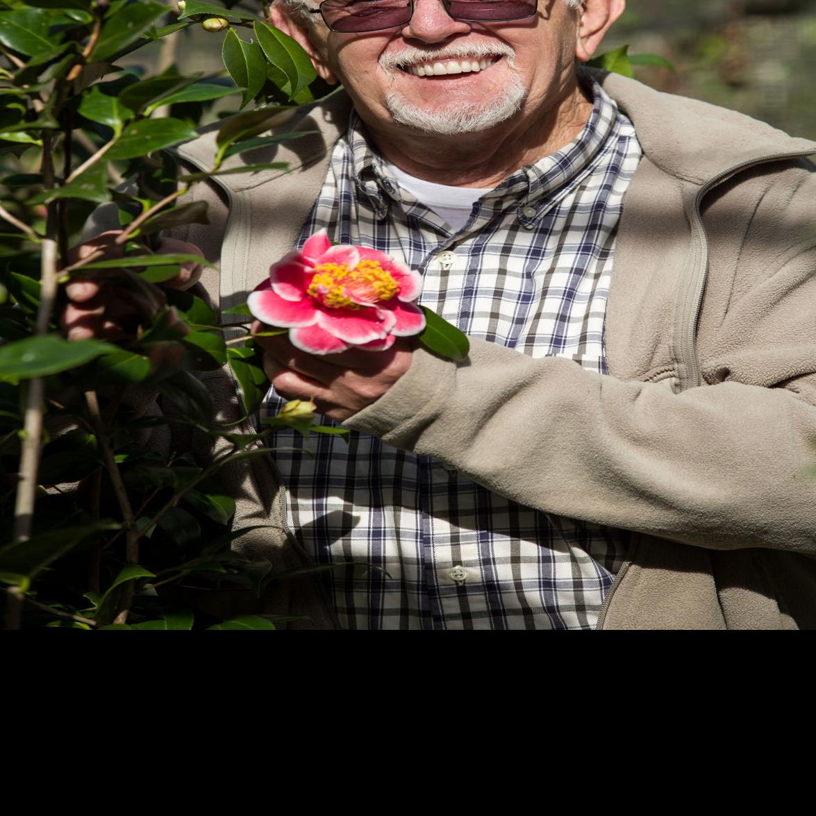 Near Covington A Haven For Camellias And The Grower Who Loves Them Home Garden Nola Com