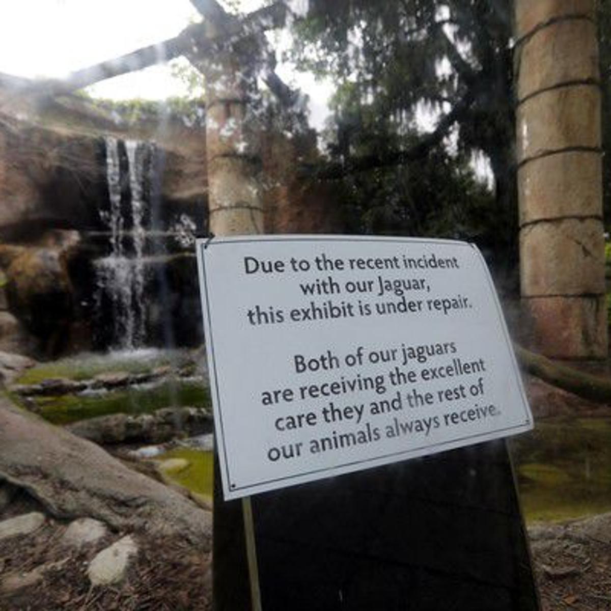 Why did Audubon Zoo's escaped jaguar kill so many animals? | Archive |  
