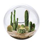 COOL GREEN home depot cactus terrarium.jpg
