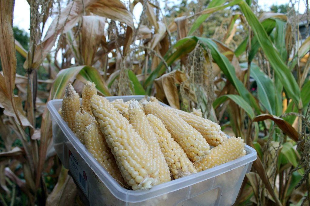 Late February Is The Time To Plant Corn In Southeastern Louisiana late-february-is-the-time-to-plant-corn-in-southeastern-louisiana