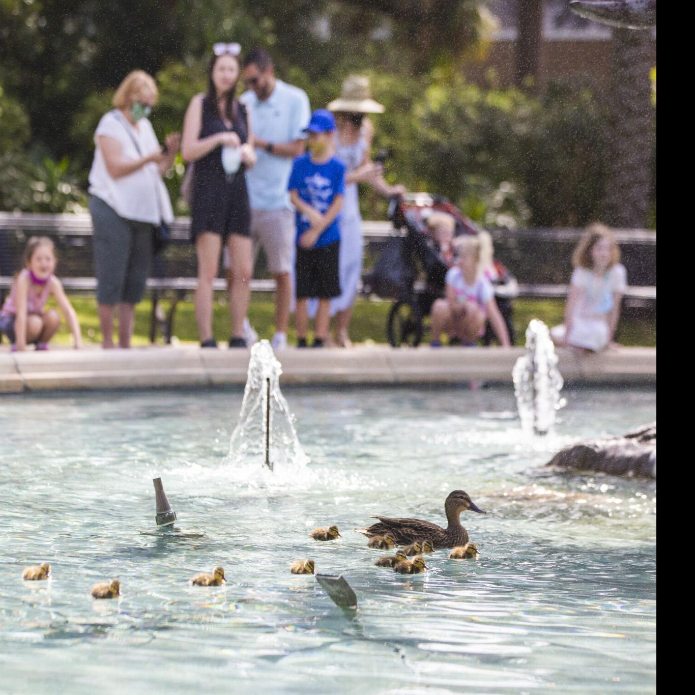 Audubon Nature Institute 'regrets' canceling 'Blue at Zoo,' promises new event | Entertainment/Life | nola.com
