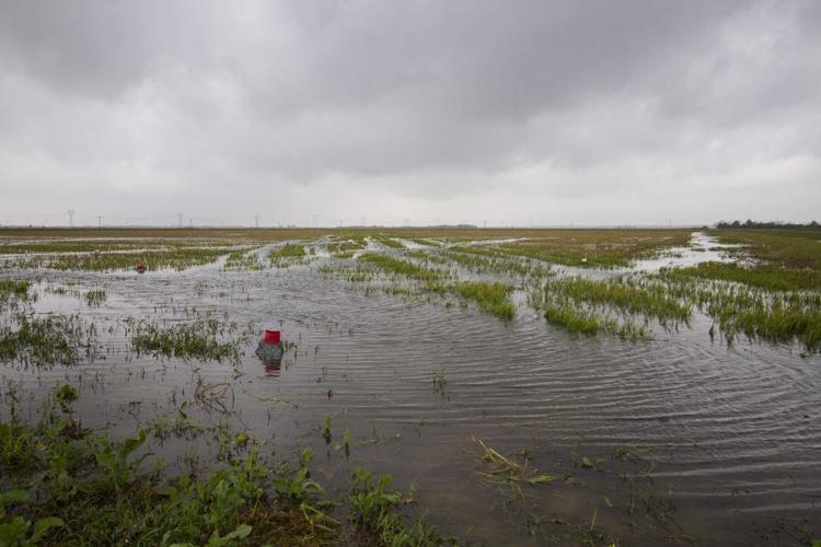 Prolonged wet and warm weather a boon to Louisiana’s early crawfish