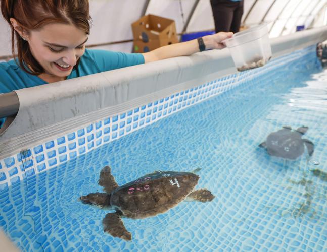 Endangered turtles receiving critical care in New Orleans | Environment ...