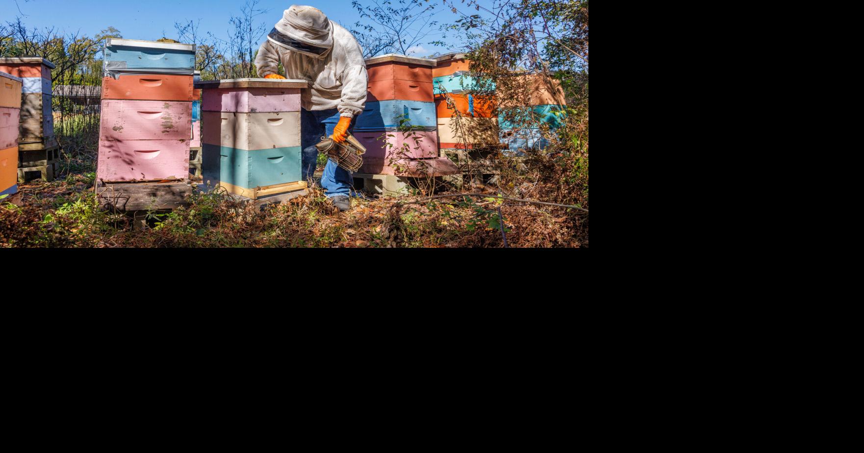 Louisiana is overrun with these invasive trees. Could foreign insects help deal with them?