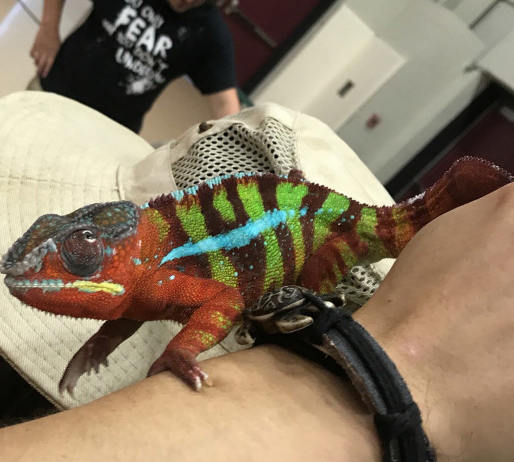 Snakes, Kangaroos, And Tarantulas, Oh My! Exotic Animal Show Dazzles ...