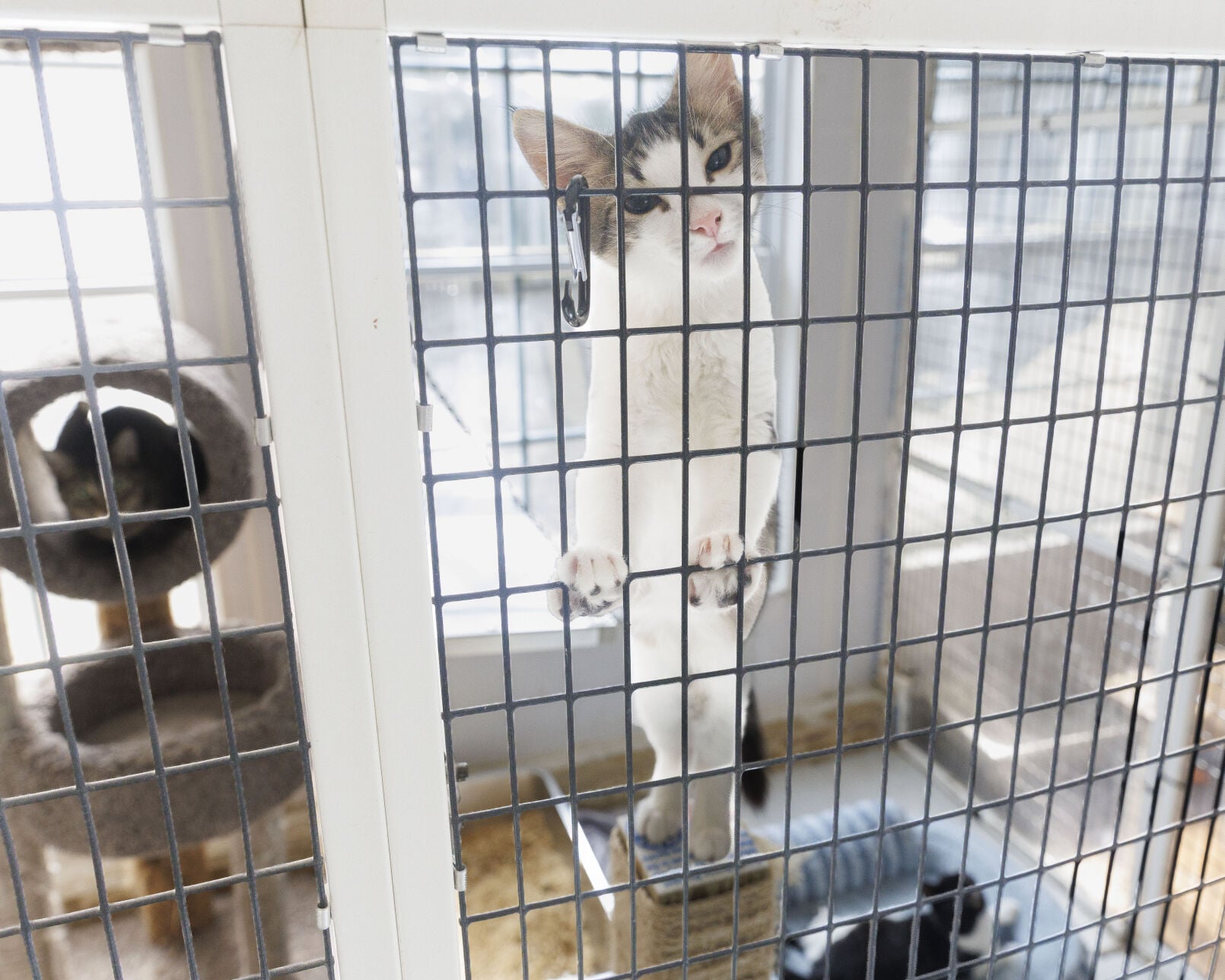 nola.com - BY JOLIE LINDLEY | Contributing writer - Northshore Humane pushing to finance new shelter complex